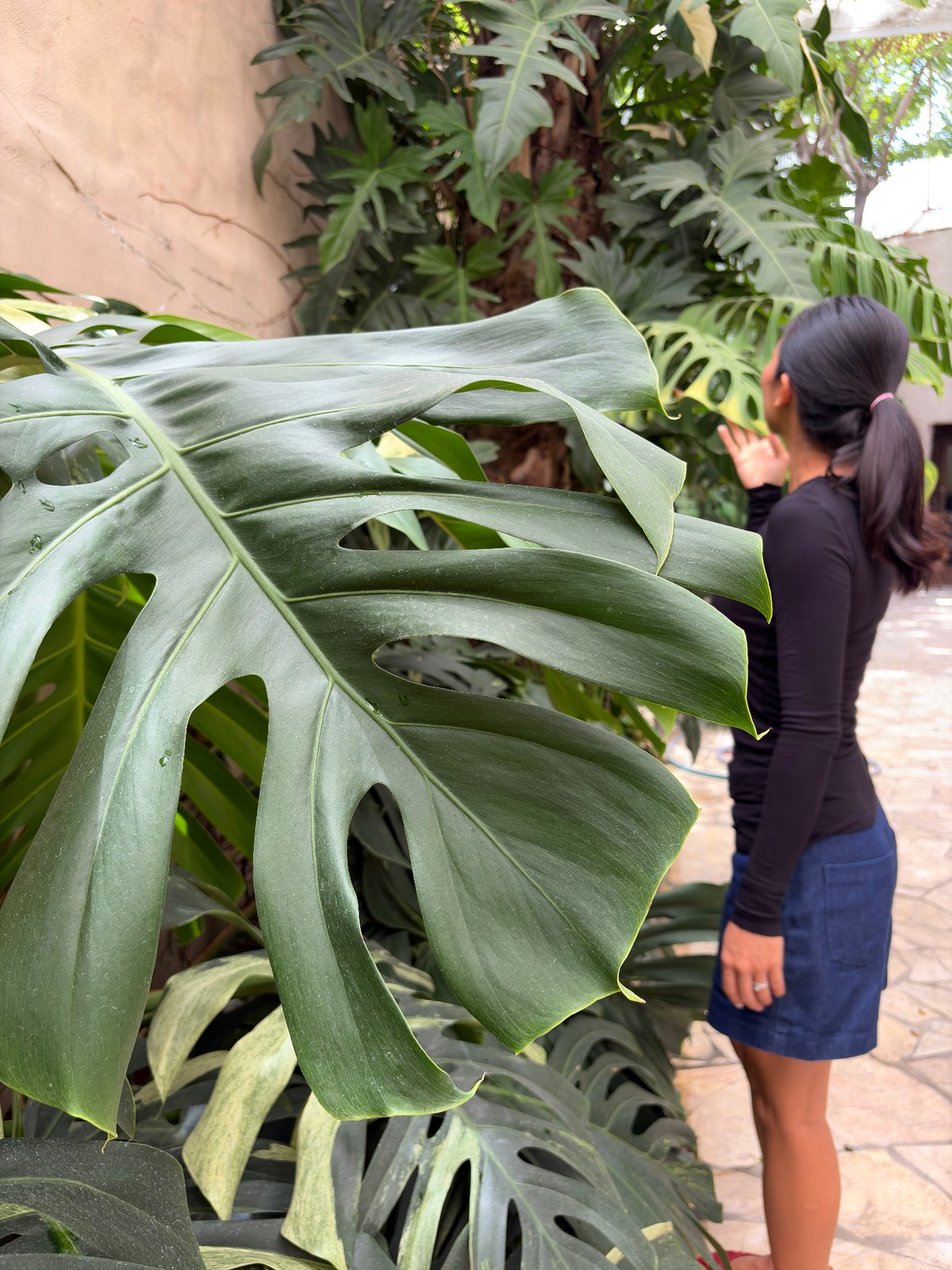 Courtyard garden