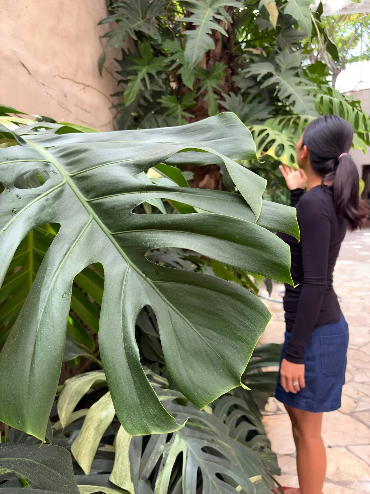 Courtyard garden
